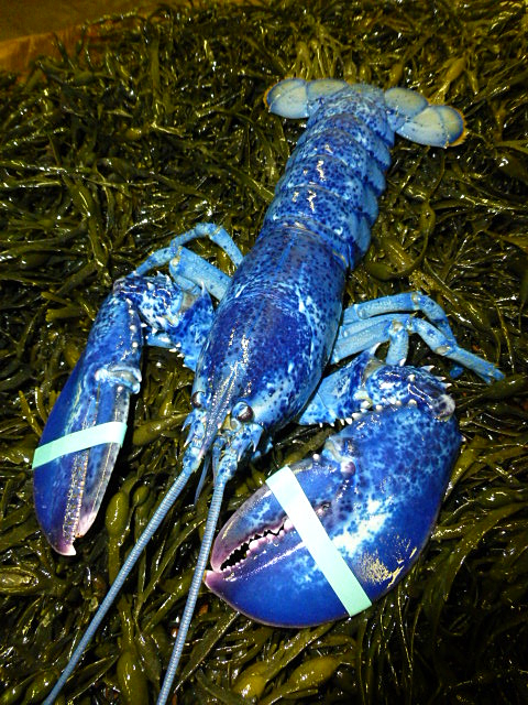 Another blue lobster