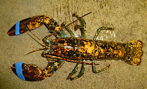 Calico lobster