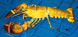 Yellow lobster